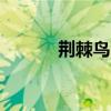 荆棘鸟txt百度云（荆棘鸟txt）