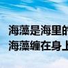 海藻是海里的动物还是植物（哪种动物喜欢把海藻缠在身上）