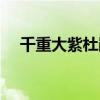 千重大紫杜鹃花好养吗（杜鹃花好养吗）