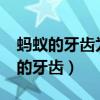 蚂蚁的牙齿为什么是黑的?脑筋急转弯（蚂蚁的牙齿）