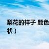 梨花的样子 颜色 气味 形状特点（梨花的样子 颜色 气味 形状）