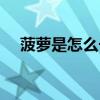 菠萝是怎么长的视频（菠萝是怎么长的）