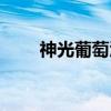神光葡萄酒（关于神光葡萄酒介绍）