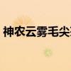 神农云雾毛尖茶（关于神农云雾毛尖茶介绍）