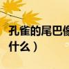 孔雀的尾巴像什么二年级的题（孔雀的尾巴像什么）