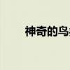 神奇的鸟类（关于神奇的鸟类介绍）