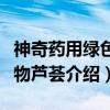 神奇药用绿色植物芦荟（关于神奇药用绿色植物芦荟介绍）