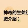 神奇的生姜红茶减肥（关于神奇的生姜红茶减肥介绍）