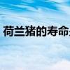 荷兰猪的寿命是多少年（猪的寿命是多少年）