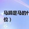 马蹄是马的什么部位组成(马蹄是马的什么部位) 马蹄是马的什么部位组成(马蹄是马的什么部位)