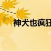 神犬也疯狂3（关于神犬也疯狂3介绍）
