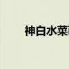 神白水菜萌（关于神白水菜萌介绍）