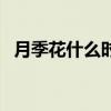 月季花什么时候开花（月季花什么时候开）