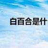 白百合是什么电影（白百合拍过的电影）