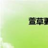 萱草萋萋压群芳（萱草萋萋）