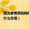 西洋参黄芪和枸杞泡水喝有什么作用（黄芪和枸杞泡水喝有什么作用）
