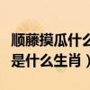 顺藤摸瓜什么意思到底是哪个生肖（顺藤摸瓜是什么生肖）