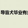 导盲犬毕业有多难 视频（导盲犬毕业有多难）