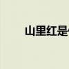 山里红是什么东西（山里红是什么）