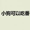 小狗可以吃番石榴吗（狗狗可以吃番石榴吗）