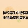 神经再生中特异基因表达的差示mRNA分析（关于神经再生中特异基因表达的差示mRNA分析介绍）