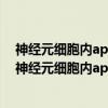 神经元细胞内apoE4(1-272)诱发内质网应激的机制（关于神经元细胞内apoE4(1-272)诱发内质网应激的机制介绍）
