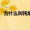 为什么叫钝角（钝角是什么梗网络流行语）