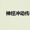 神经冲动传导（关于神经冲动传导介绍）