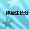 神经生长分子（关于神经生长分子介绍）