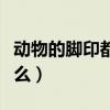 动物的脚印都像什么东西（动物的脚印各像什么）