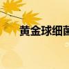 黄金球细菌感染有什么症状（黄金球）