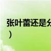 张叶蕾还是分开歌词（如果分开我也爱你歌词）