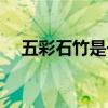 五彩石竹是一年生还是多年生(五彩石) 五彩石竹是一年生还是多年生(五彩石)