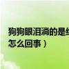 狗狗眼泪淌的是红色是怎么回事儿(狗狗眼泪淌的是红色是怎么回事) 狗狗眼泪淌的是红色是怎么回事儿(狗狗眼泪淌的是红色是怎么回事)