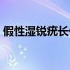假性湿锐疣长什么样子（尖锐湿疣会出血吗）