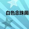 白色念珠菌图片图库（白色念珠菌图片）