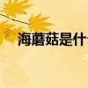 海蘑菇是什么东西图片（海蘑菇是什么）