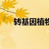 转基因植物有哪些优点（转基因植物）