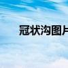 冠状沟图片（如何能让冠状沟不敏感）