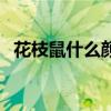 花枝鼠什么颜色最贵（花枝鼠多少钱一只）