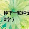 种下一粒种子作文600（种下一粒种子作文600字）