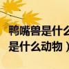 鸭嘴兽是什么动物向哺乳动物进化的（鸭嘴兽是什么动物）