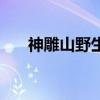 神雕山野生动物自然保护区（神雕山）