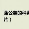 蒲公英的种类有什么图片（蒲公英的种类及图片）