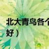北大青鸟各个校区的排名（北大青鸟哪个校区好）