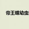 帝王蝶幼虫吃什么（帝王蝶幼虫多少钱）