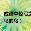成语中惊弓之鸟的鸟应该是一只雁吗（惊弓之鸟的鸟）