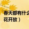 春天都有什么花开放什么颜色（春天都有什么花开放）