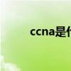 ccna是什么辅料（CCNA是什么）
