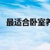 最适合卧室养的植物（适合卧室养的植物）